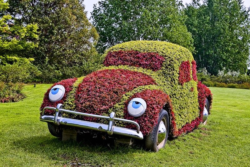 flowerbed on an old car