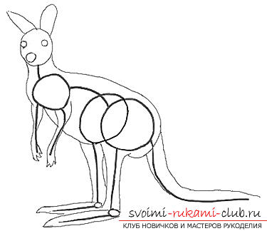 Step by step drawing kangaroo with a pencil. Photo №4