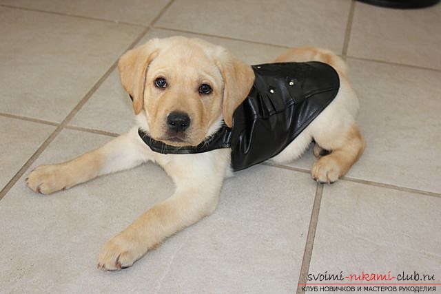 How to sew a leather coverall for a dog with your own hands. Photo №1