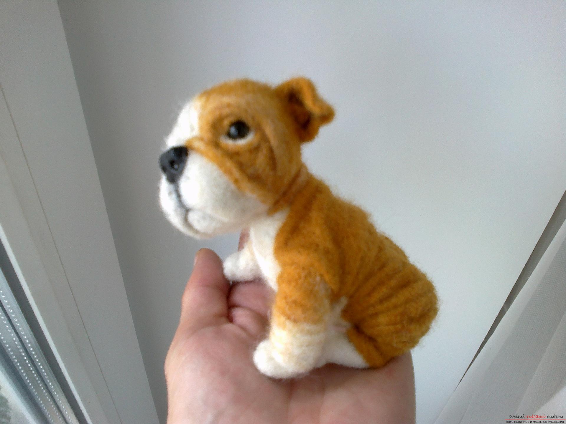 Master class on felting English Bulldog toys made of wool as a gift. Photo №4