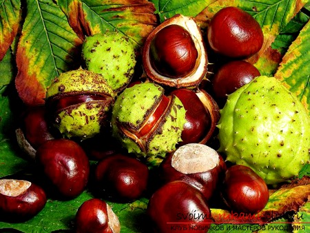How to make hand-made articles from chestnuts ?. Photo №1