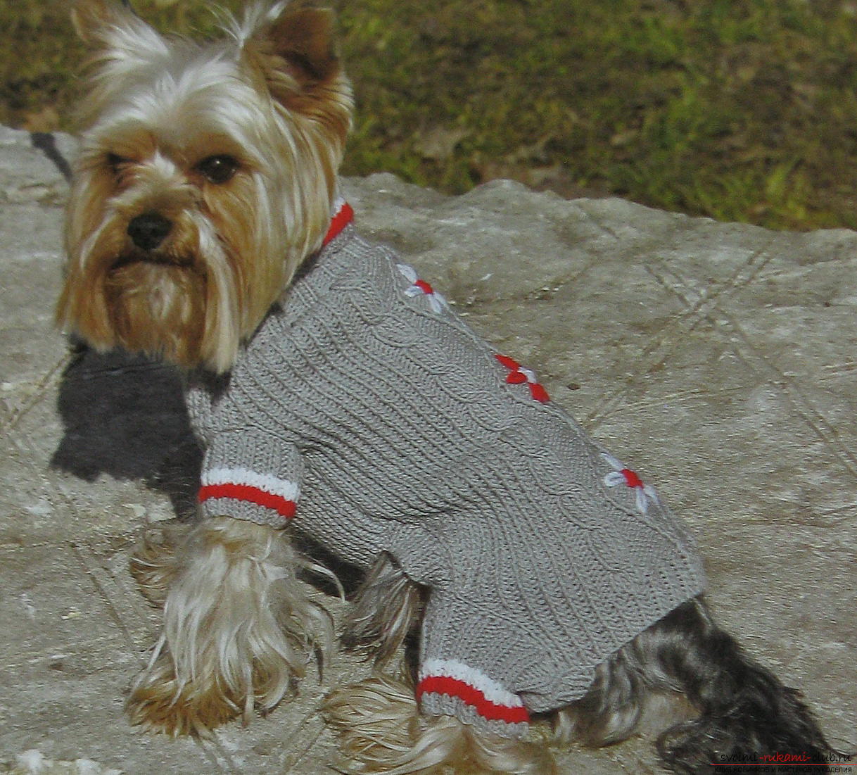 Handmade knitted overalls for little dogs. Photo №1
