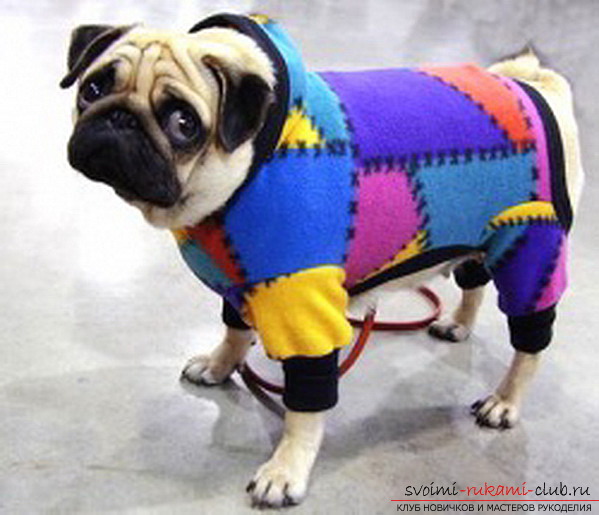 Clothing for the pug with your own hands, which can be sewn on patterns and without them. Photo of ready-made clothes and instructions for its manufacture .. Photo №1