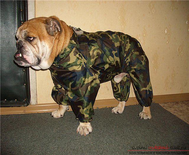 We learn to create a pattern and sew a cover for a bulldog. Photo Number 14