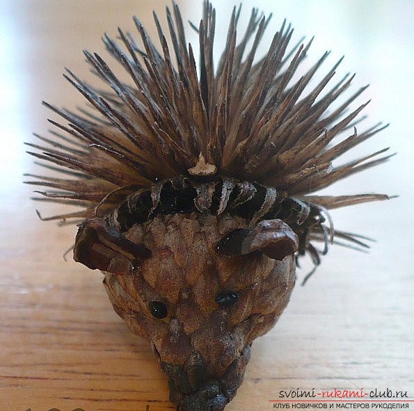 How to make a hedgehog out of cones. A lesson with my own hands. Photo-materials and instruction .. Photo №3