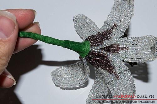 Free master classes for weaving tiger and white lilies from beads with photos. Photo Number 14