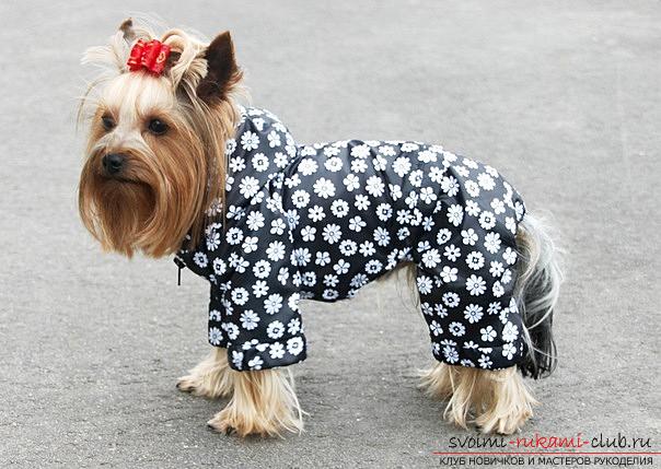 Warm clothes for small dogs with patterns for beginners. Photo №6