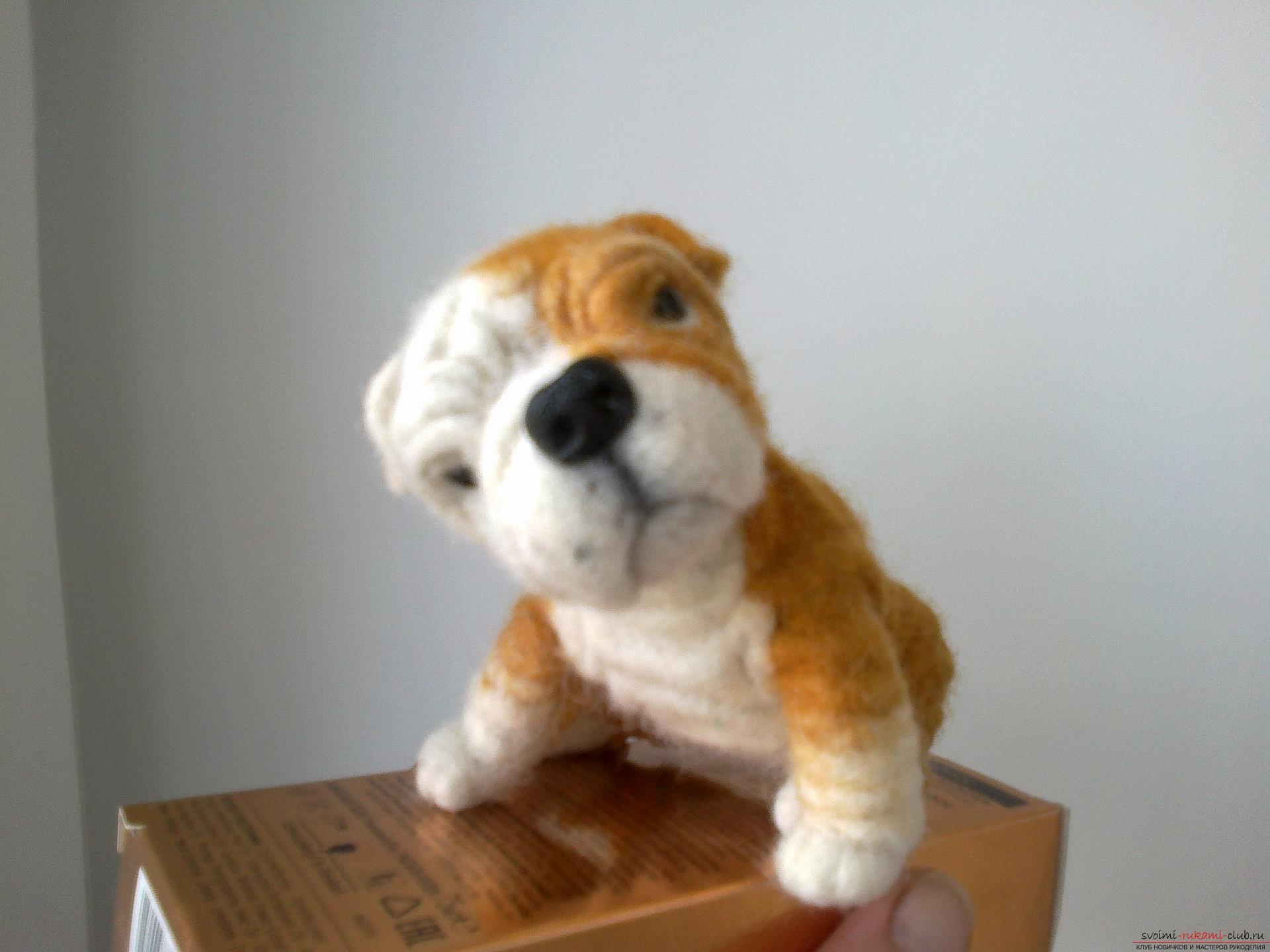 Master class on felting English Bulldog toys made of wool as a gift. Photo №8