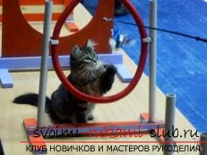 Make the life of the cat more fun. Photo №1