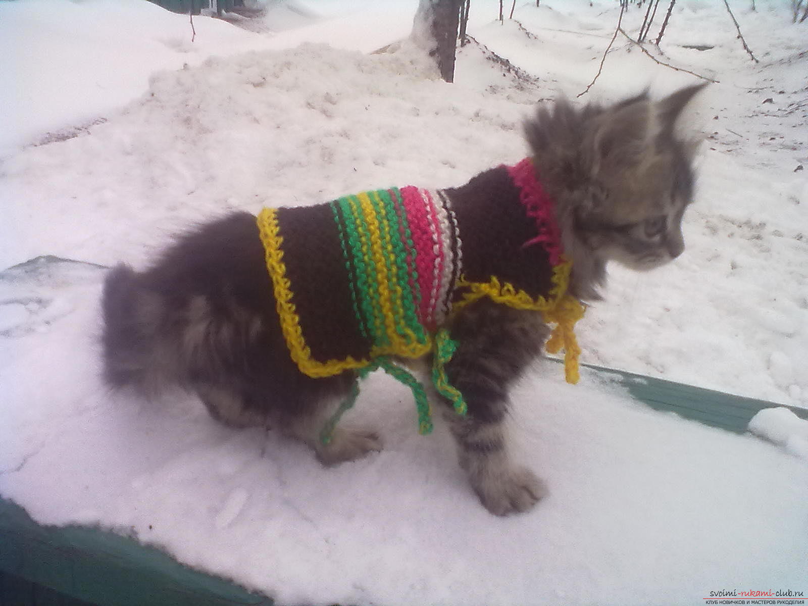 Knitted clothes for dogs and cats are created by their own hands, a beautiful blouse probably warms the pet in the cold times .. Photo №1