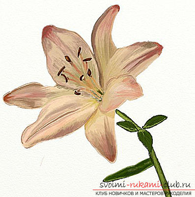 Drawing a lily in stages. Photo №7