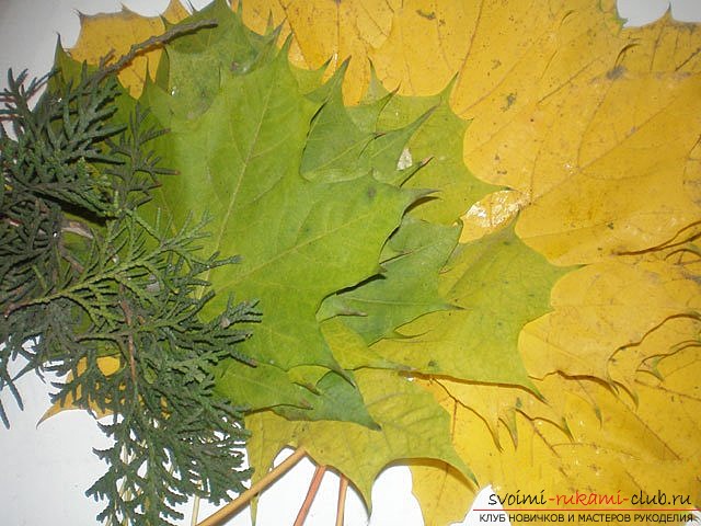 Autumn bouquet of maple leaves. Photo №1
