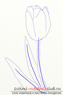 Step by step drawing the tulip in pencil. Picture №3