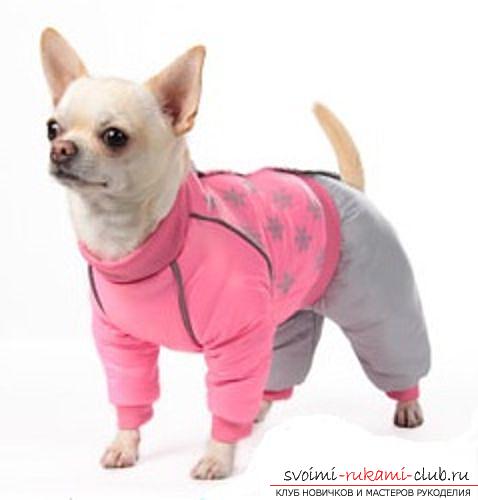 Warm clothes for small dogs with patterns for beginners. Photo # 2