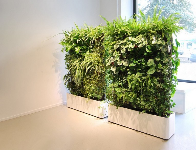 Zelené pokojové rostliny v interiéru fotografie