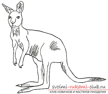 Step by step drawing kangaroo with a pencil. Photo №5