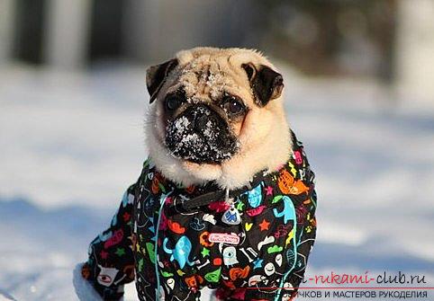 A comfortable pug suit with your own hands. Photo №1