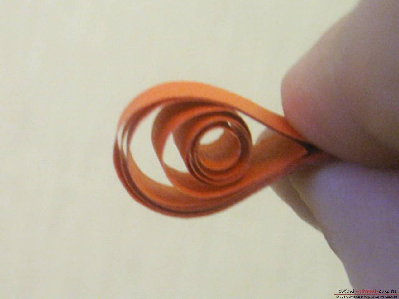 master class on quilling for beginners. Photo №4