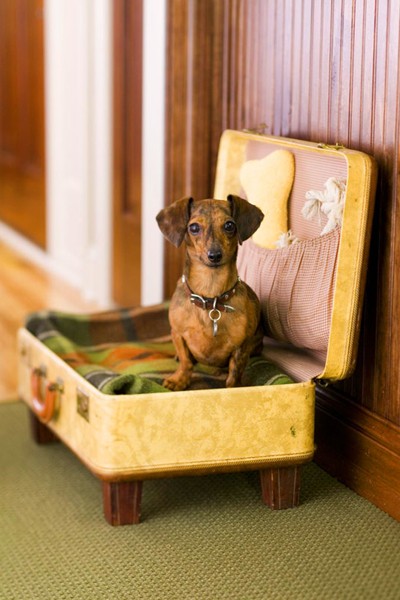 We arrange a place for a pet in an old suitcase