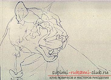 Master class drawing of a cougar made with charcoal. Photo №1