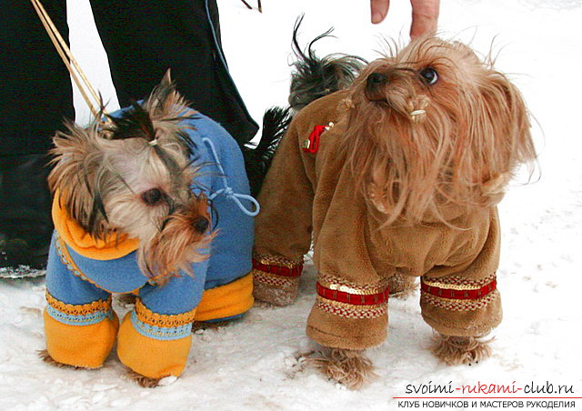 Clothes for yorky, sewn by hand. Clothes for thoroughbred dogs for free .. Picture №3