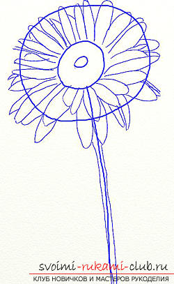 How to draw a daisy in the technique of stage-by-stage drawing. Photo №4