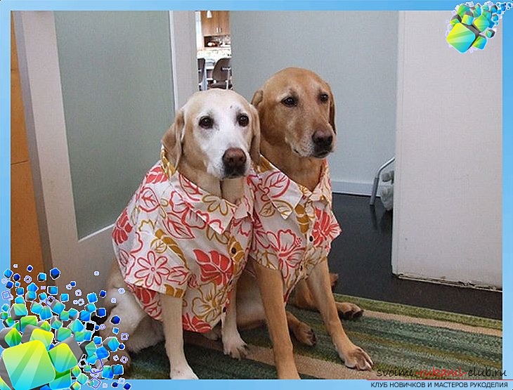 фото викрійки оригінальної сорочки для Вашої собаки. фото №1
