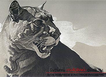 Master class drawing of a cougar made with charcoal. Photo №6