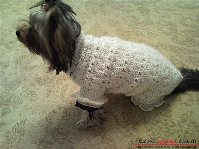 Clothes for yorky, sewn by hand. Clothes for purebred dogs for free .. Picture №2