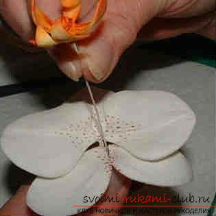 flowers from polymer clay, with their own hands. Photo Number 21
