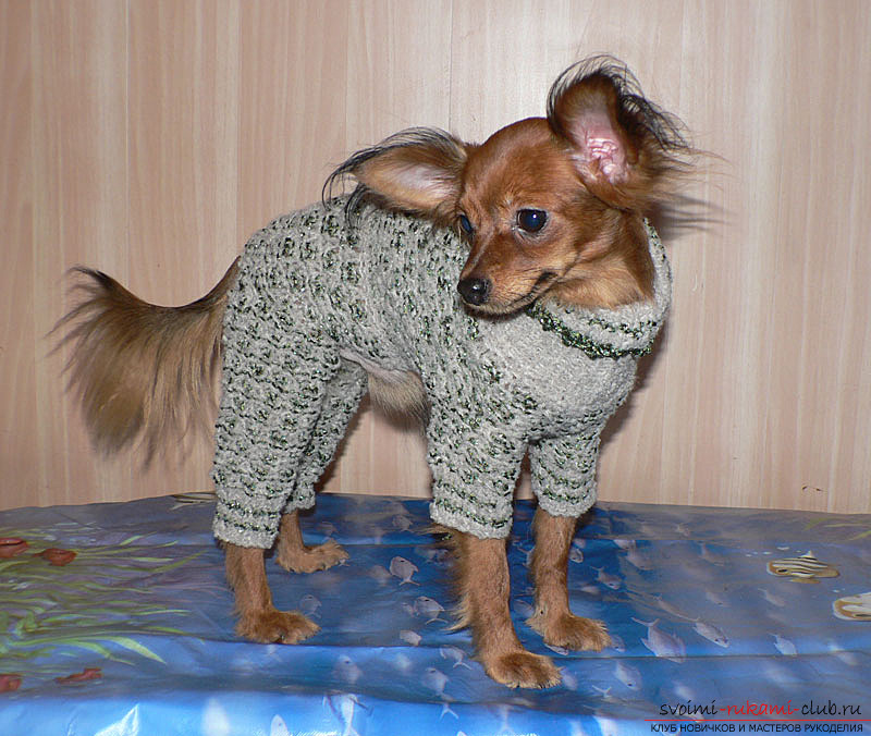 Clothes for those made by own hands. Photos of clothes for this breed .. Photo №1
