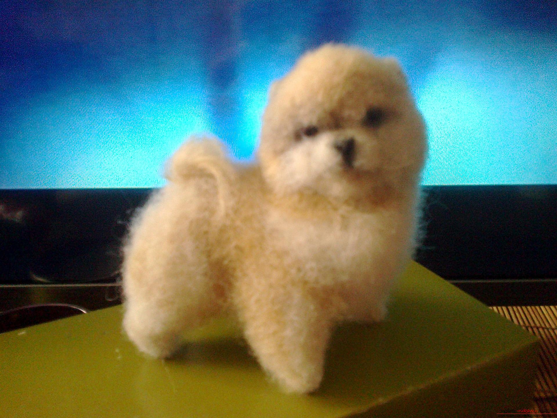 The original toy is a dog made in the technique of dry felting. Photo №5