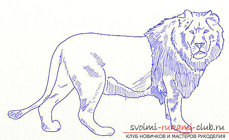 Drawing in several stages of the lion. Photo №5