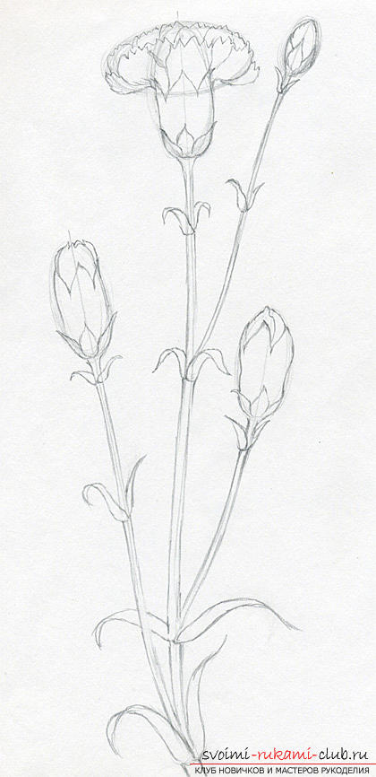 Step-by-step drawing of a carnation with a pencil. Photo №5