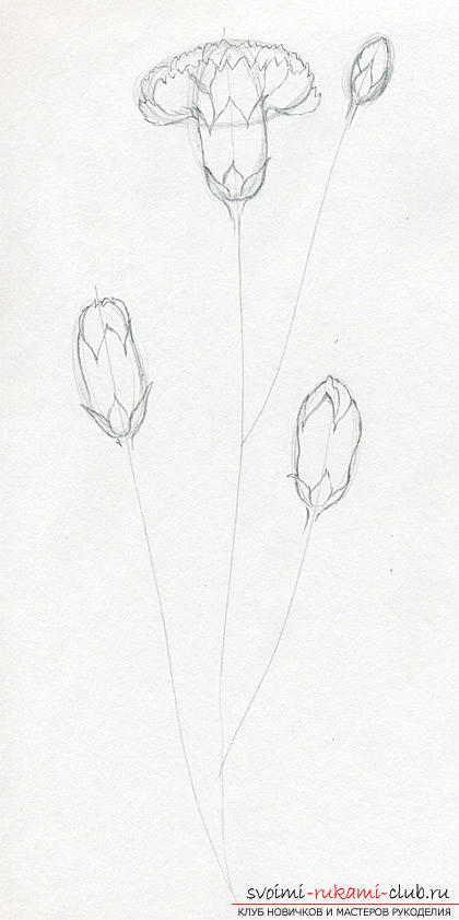 Step-by-step drawing of a carnation with a pencil. Picture №3
