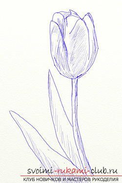 Step by step drawing the tulip in pencil. Photo №5