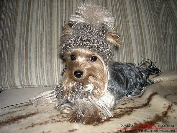 Clothes for yorky, sewn by hand. Clothes for purebred dogs for free .. Picture №1