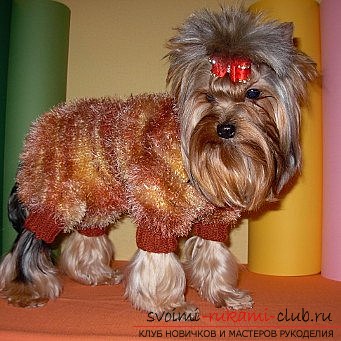 photo creation of a pattern of overalls with a hood for Yorkshire terrier. Photo # 2