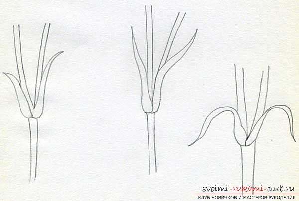 Step-by-step drawing of a carnation with a pencil. Photo №4