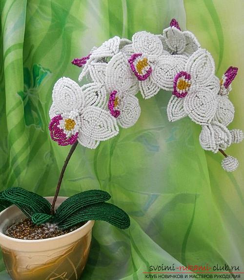 How to weave white orchid from beads, master class with photo and description .. Photo # 1