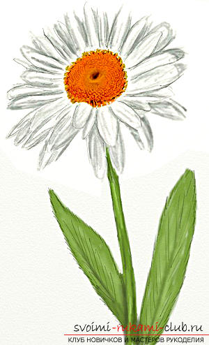 How to draw a daisy in the technique of stage-by-stage drawing. Photo №1