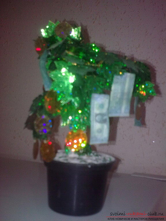 Money Tree. Photo №1