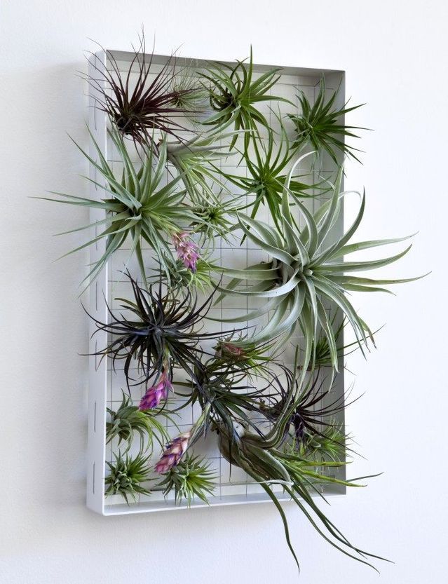 vertical garden in the frame on the wall