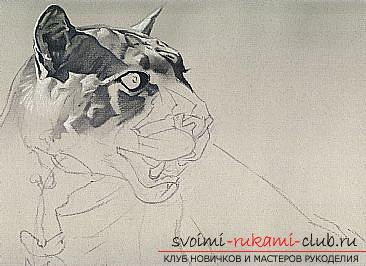 Master class drawing of a cougar made with charcoal. Picture №3