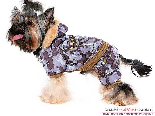 Warm clothes for small dogs with patterns for beginners. Photo №4
