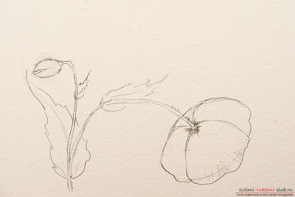 Drawing a poppy in pencil step by step. Photo №5