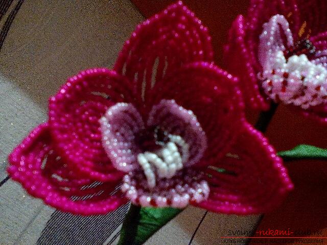 Orchid Phalaenopsis from Chinese beads. Photo №1