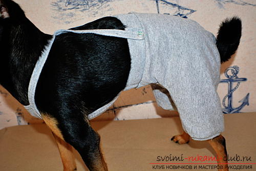 Pattern of panties and blouses for the toy terrier. Photo №5