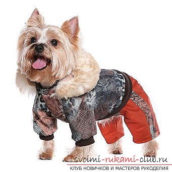 photo creation of a pattern of overalls with a hood for Yorkshire terrier. Photo №1