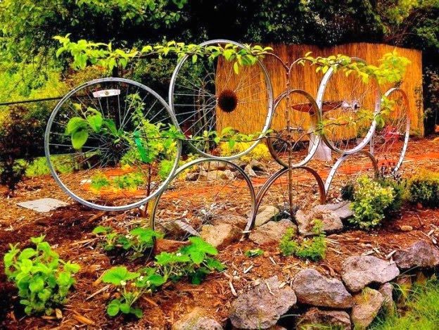 Fahrradräder als Unterstützung für Kletterpflanzen im Garten